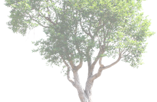 Afbeelding 1 van Bomen