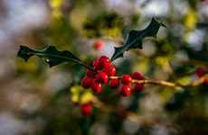 Afbeelding 1 van Kerstsluiting